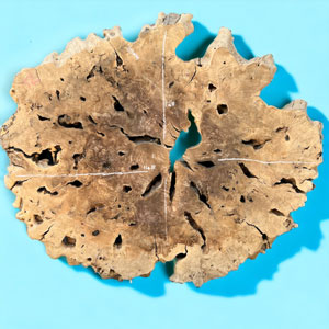 150cm Diameter Olive Root (DRV22)